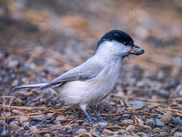 Obraz Willow tit is perching on a ground