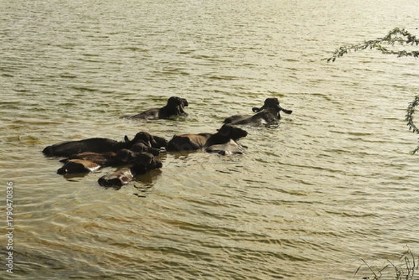 Fototapeta Rural scene with buffaloes bathing and relaxing in natural habitat. A peaceful rural village scene showing a group of Indian water buffalo teke bath in rivar water. Buffalo bathing in the pond