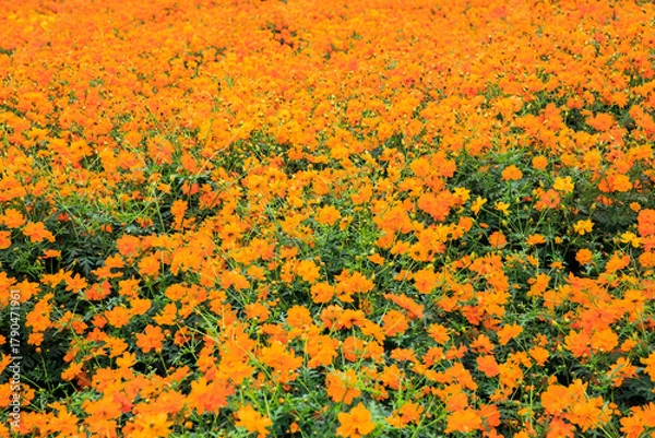 Obraz 満開のキバナコスモス