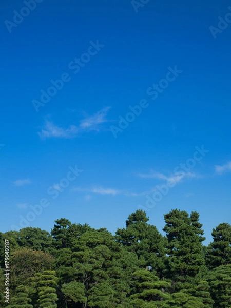 Fototapeta 青空と緑