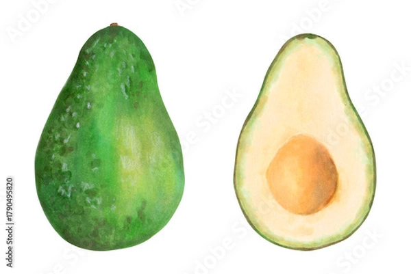 Fototapeta Whole avocado and halves. Botanical illustration with watercolor and marker. Hand drawn isolated art. Fruit for food or cosmetic packaging design, menus. Cookbook