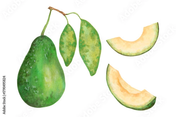 Fototapeta Whole avocado with slices and leaves. Botanical illustration with watercolor and marker. Hand drawn isolated art. Fruit for food or cosmetic packaging design, menus and packaging. Cookbook