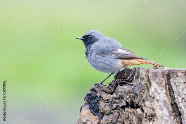 Fototapeta Male Black Redstart Phoenicurus ochruros bird perched on an old tree stump with a green bokeh background