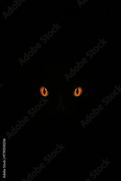 Obraz Glowing Cat Eyes in Dark Night