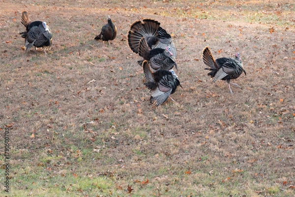 Obraz Group of Wild North American Turkey (Meleagris gallopavo) strutting in an autumn field.