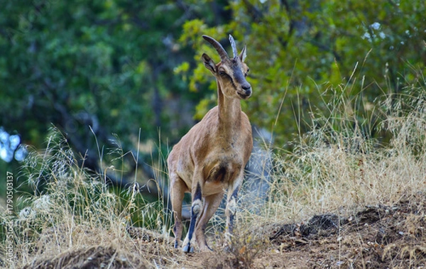 Fototapeta Wild Goat
