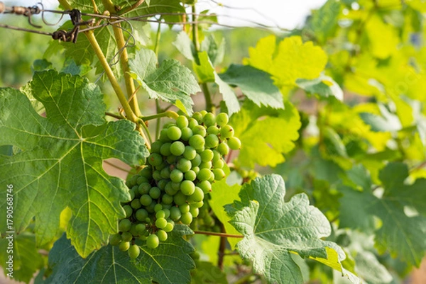 Fototapeta Close-up of vibrant green grape clusters hanging on lush vines in a sunlit vineyard, showing organic farming for harvest, emphasizing sustainable agriculture and the journey of wine production.