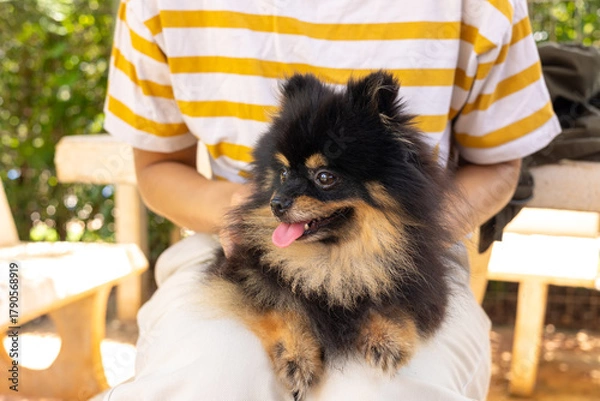 Fototapeta Close-up of happy Pomeranian dog, its tongue out, comfortably held by its owner. With selective focus on the dog, showing the joyful expression and loving bond between a pet and its human companion.