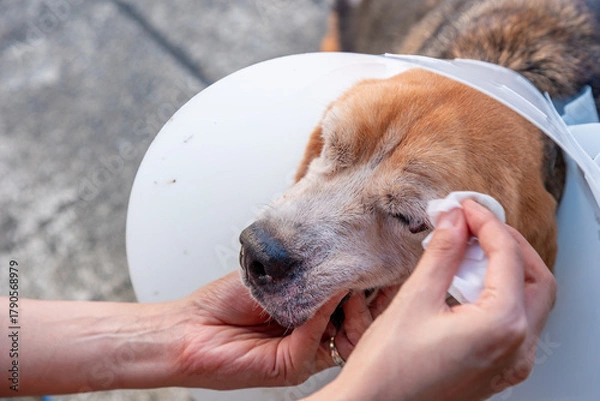 Fototapeta A close-up of a person's hands gently cleaning the face of a sick, senior Beagle dog wearing a protective E-collar. This shows concept of veterinary care, compassion, friendship and animal recovery.