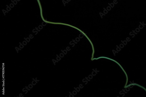 Obraz A minimalist and subtle glowing green light trail forming a simple wave on a pure black background with ample copy space.