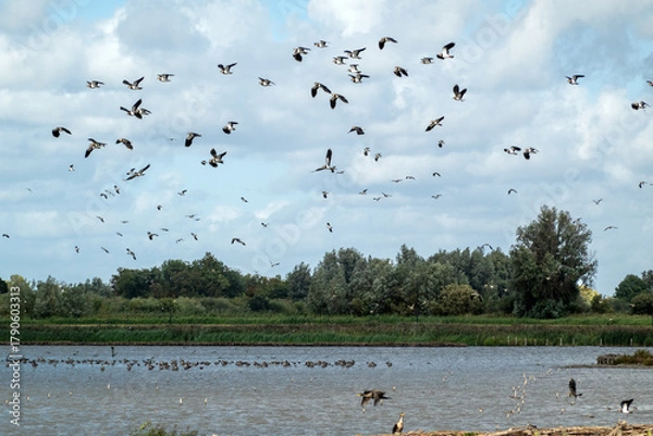 Obraz Flock of common lapwings flying over the shallow wetlands of Starrevaart, a bird watchers paradise in the west of the Netherlands.