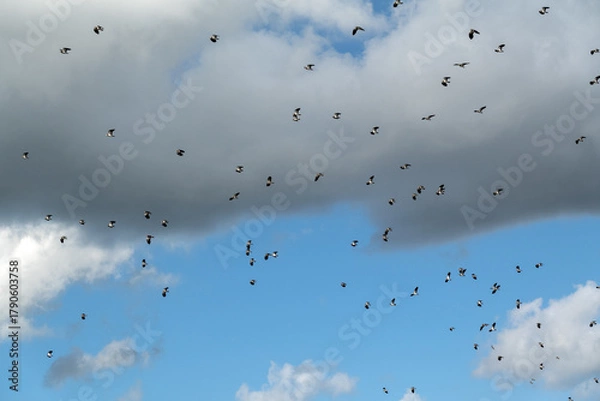 Fototapeta Flock of flying common lapwings (Vanellus vanellus) against a partly cloudy sky 