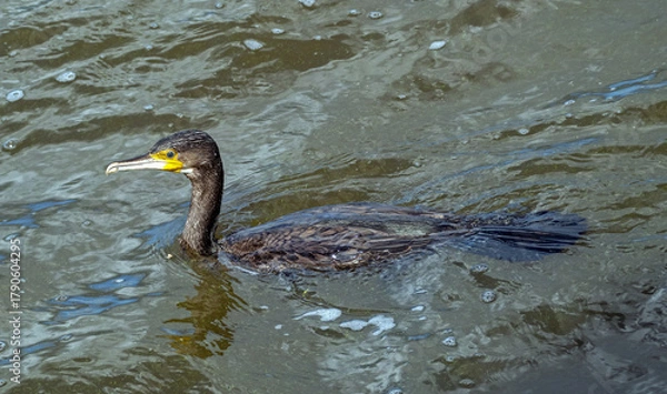 Fototapeta Close up of a swimming great cormorant, or black shag, (Phalacrocorax carbo), seen from above