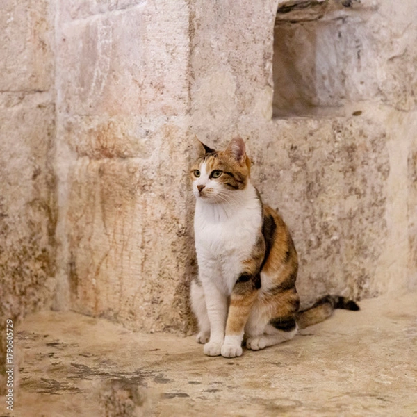 Fototapeta A close-up, full-body shot of a calico cat sitting calmly on a stone floor against a textured stone wall backdrop.