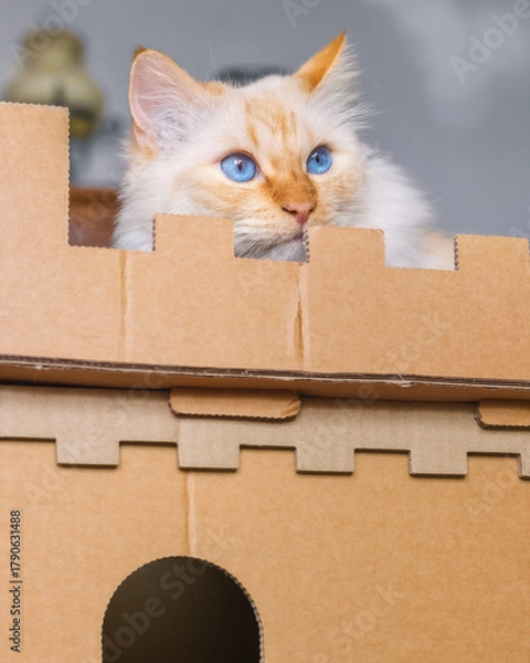 Obraz Blue-eyed cat sits on top of a cardboard fortress