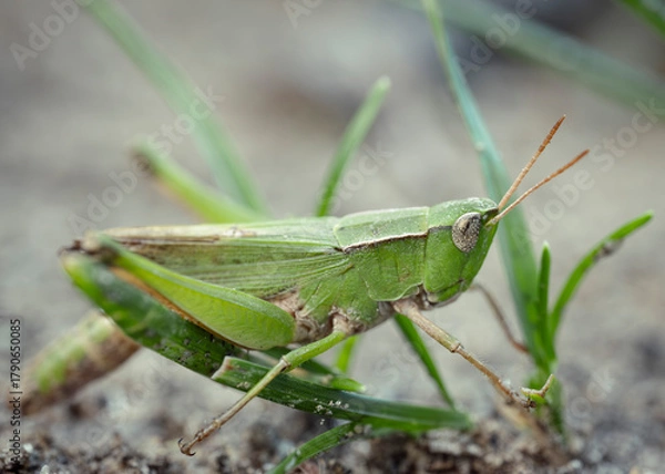 Obraz Green grasshopper resting on plant stem macro