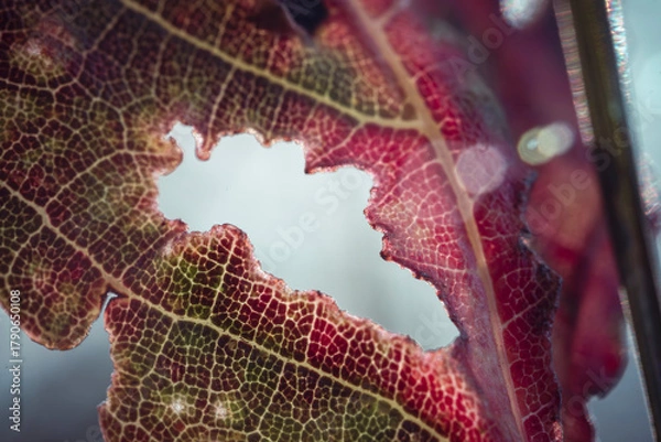 Obraz Red burgundy leaf with water droplets macro texture