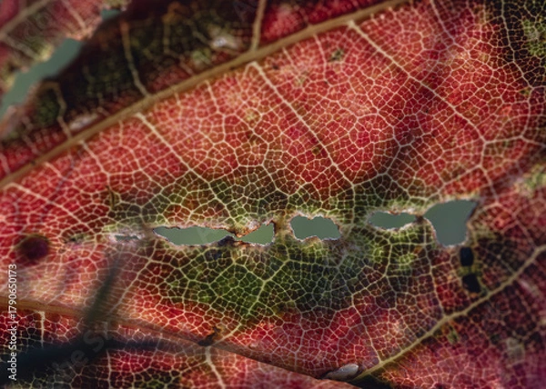 Obraz Red autumn leaf texture with green moss