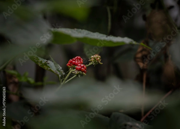 Obraz Red berries on dark branches in nature