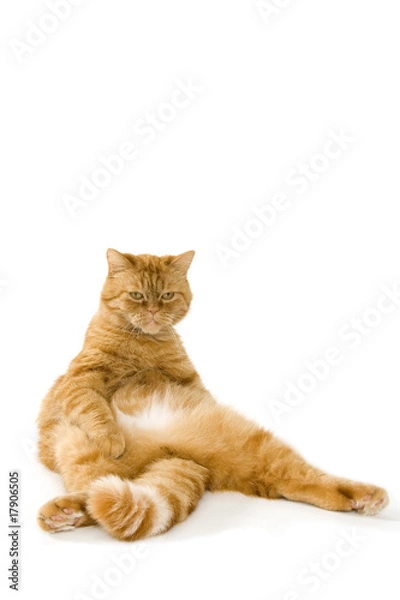 Fototapeta lazy red cat is relaxing