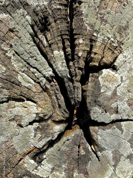 Obraz Weathered Tree Trunk with Deep Cracks and Lichen
