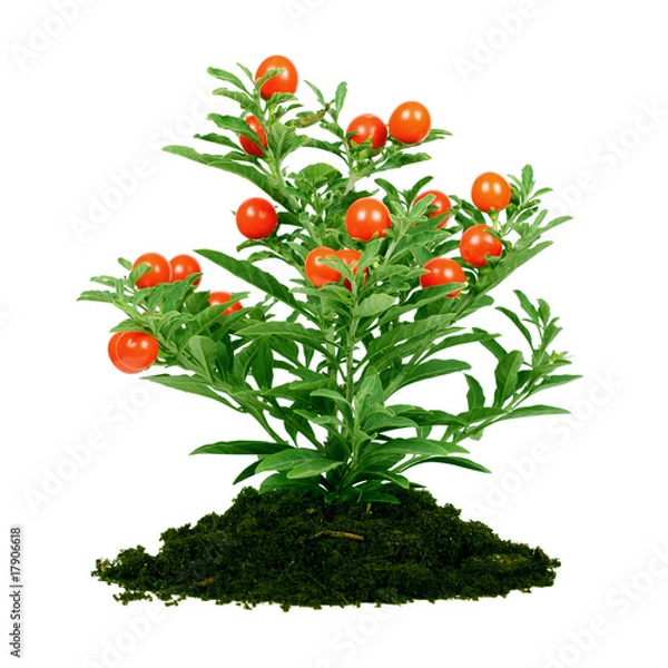 Obraz plant with red fruit