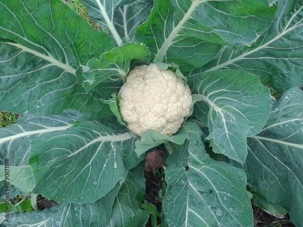 Obraz Cauliflower. Close up photo.