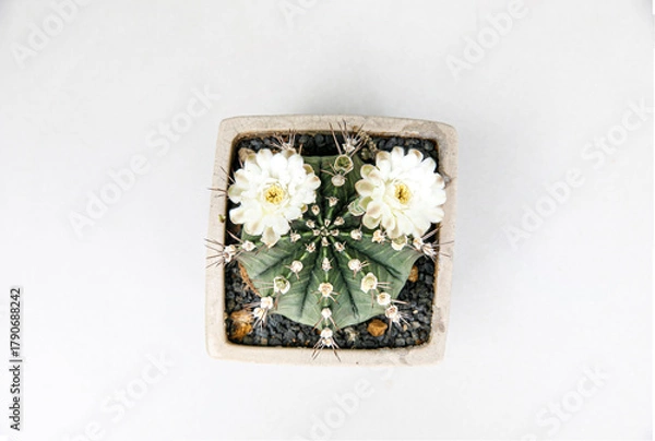 Obraz Blooming Gymnocalycium Cactus with Two White Flowers, Top View