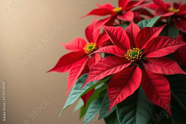 Fototapeta Vibrant poinsettia blooms create a warm and festive ambiance perfect for the holiday season