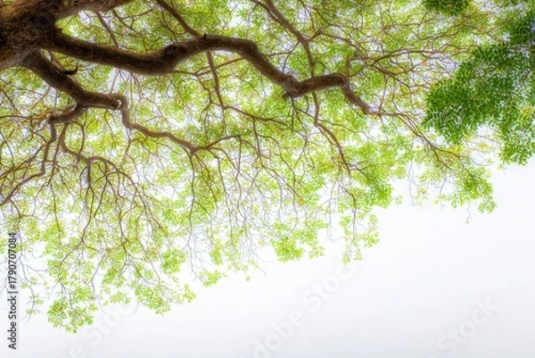 Obraz Upward View of Tree Canopy with Fresh Green Leaves against Bright Sky in Springtime Nature Scene
