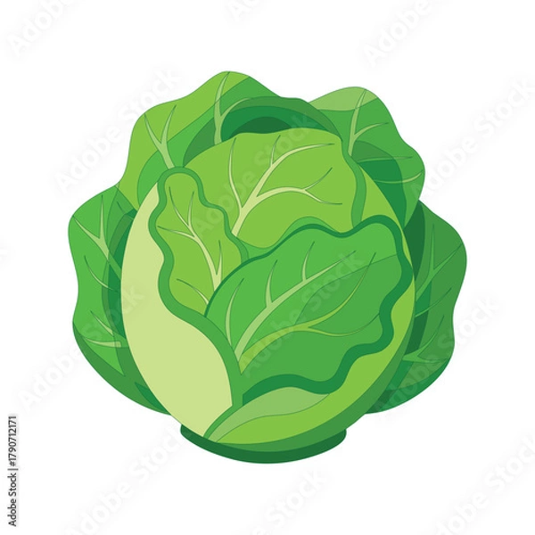 Obraz cabbage isolated on white background