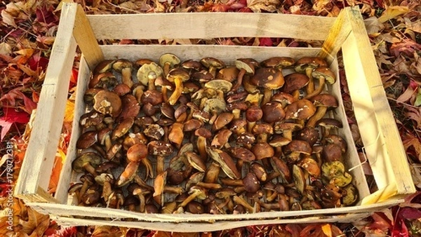 Fototapeta Une belle récolte de bolets bai à l'automne (vallée de Chevreuse, France)