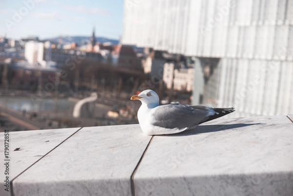 Obraz Calm seagull rests on the marble rooftop of Oslo Opera House, overlooking the Norwegian capital skyline under soft spring sunlight