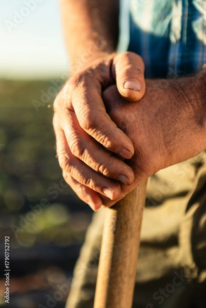 Obraz Farmer's hands gripping a wooden tool, representing hard work and dedication in agriculture