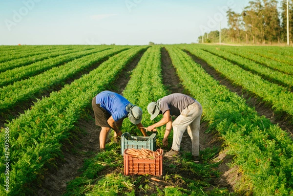 Fototapeta Unrecognizable farmers manually harvesting carrots in a large agricultural field, gathering fresh organic vegetables into crates