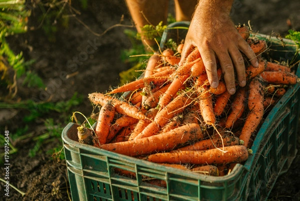Fototapeta Farmer's hand gathering fresh organic carrots from a field into a crate during harvest season, showing sustainable agriculture