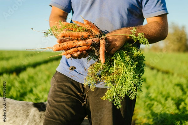 Obraz Hands of a farmer harvesting a bunch of raw organic carrots from a fertile field, showing farming and healthy food concept