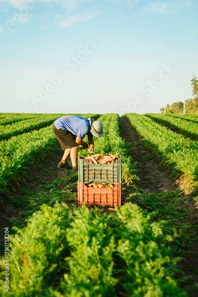 Fototapeta Farmer harvesting fresh organic carrots by hand, placing vegetables into crates in a sunny agricultural field