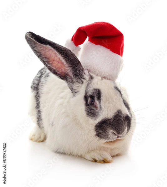 Fototapeta Rabbit in a christmas hat isolated on a white background.