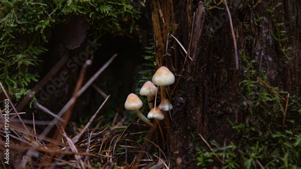 Obraz mushrooms in the woods