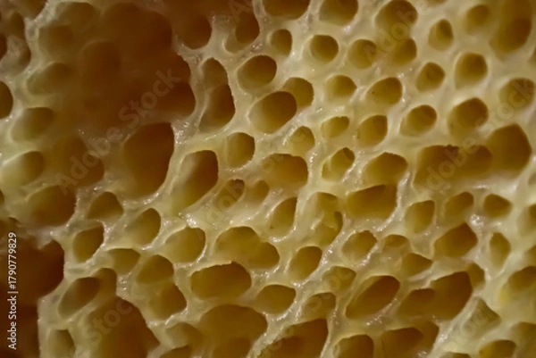 Obraz Close-up macro of Suillus mushroom pores showing yellow sponge-like surface with organic shapes and natural texture, perfect for abstract or biological backgrounds