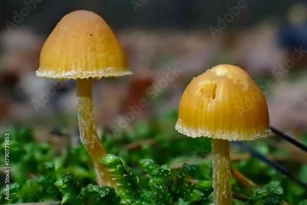 Fototapeta Two tiny orange mushrooms growing among bright green moss on a forest floor. Close-up macro capturing texture, color contrast, and delicate natural beauty