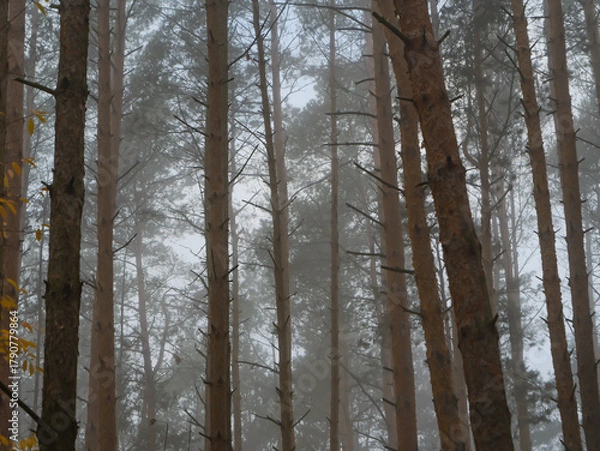 Obraz Misty pine forest in soft autumn light. Tall straight trunks fade into fog, creating a calm, atmospheric, and minimalist natural landscape