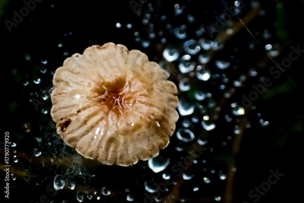 Obraz Tiny mushroom surrounded by dew drops on a dark forest floor. Macro photo capturing delicate texture, reflections, and natural patterns in soft light