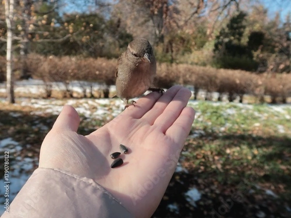 Fototapeta The sparrow in hand
