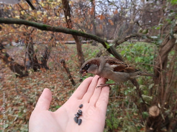 Fototapeta bird in the hand