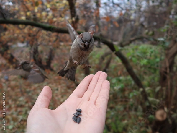 Fototapeta a bird in flight