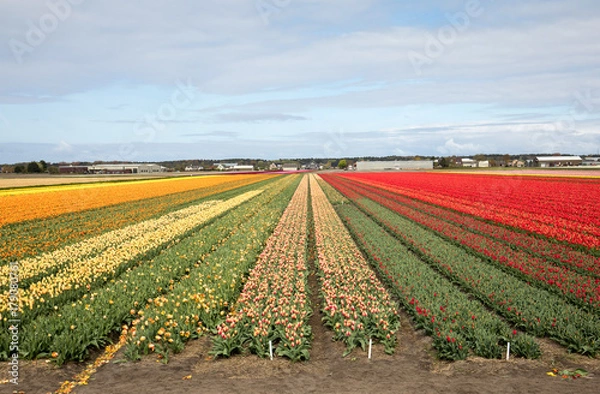 Fototapeta Tulip fields of the Bollenstreek, South Holland, Netherlands