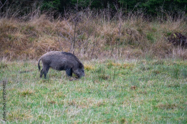 Obraz Wild boar foraging in a meadow in natural habitat. Swedish nature photography taken in November.