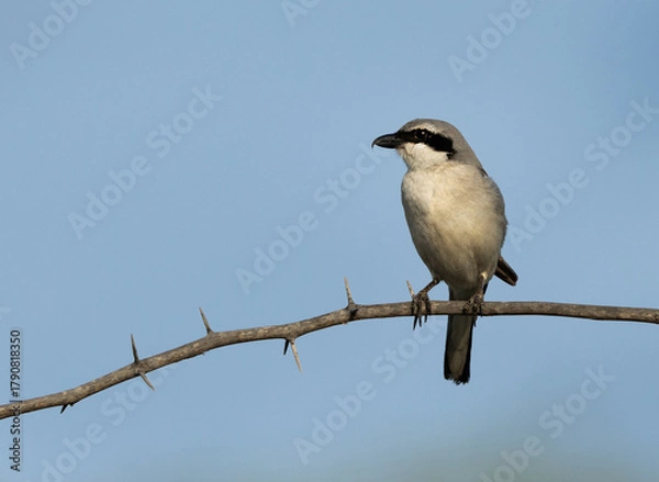 Fototapeta Great Grey Shrike perched on acacia tree at Hamala